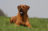 TOSA INU 359